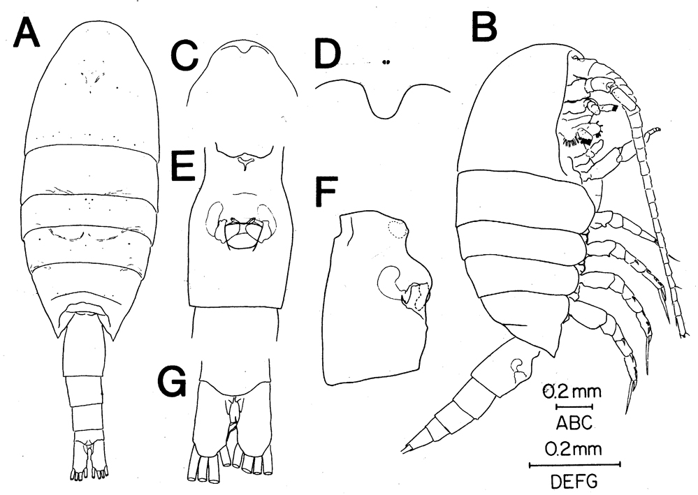 Species Isaacsicalanus paucisetus - Plate 2 of morphological figures