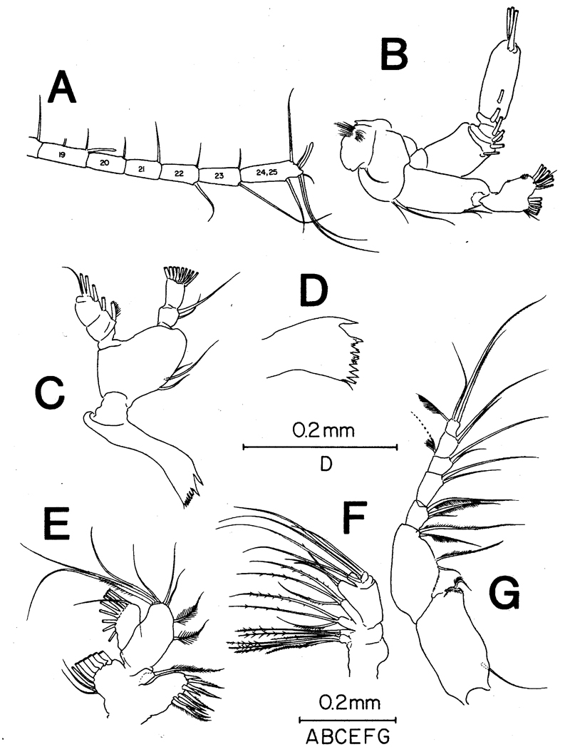 Espce Isaacsicalanus paucisetus - Planche 3 de figures morphologiques