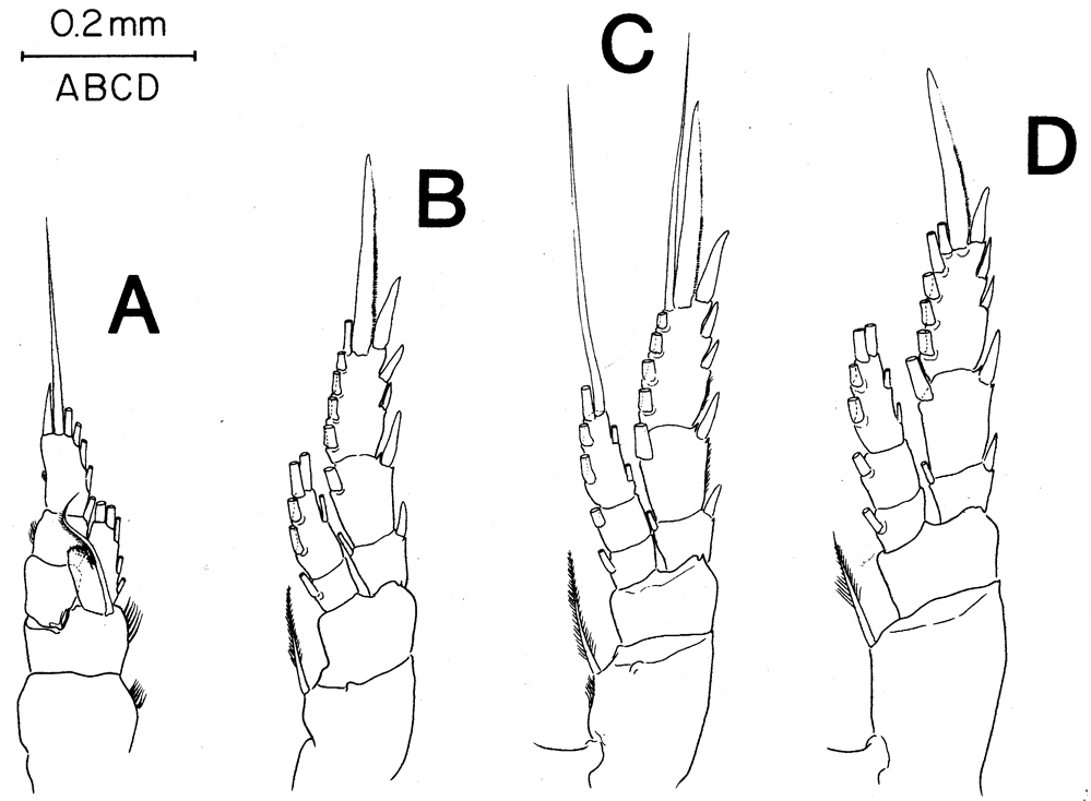 Espce Isaacsicalanus paucisetus - Planche 4 de figures morphologiques
