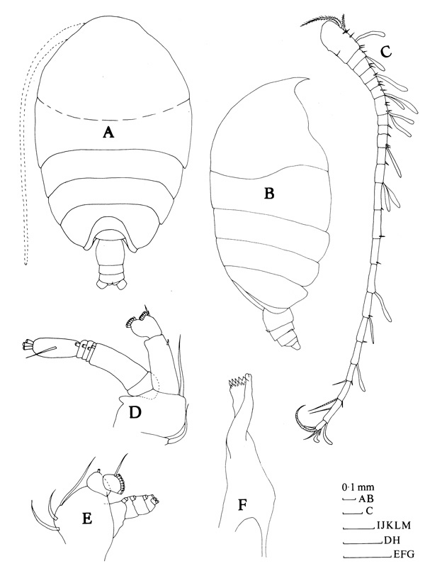 Species Phaenna spinifera - Plate 1 of morphological figures