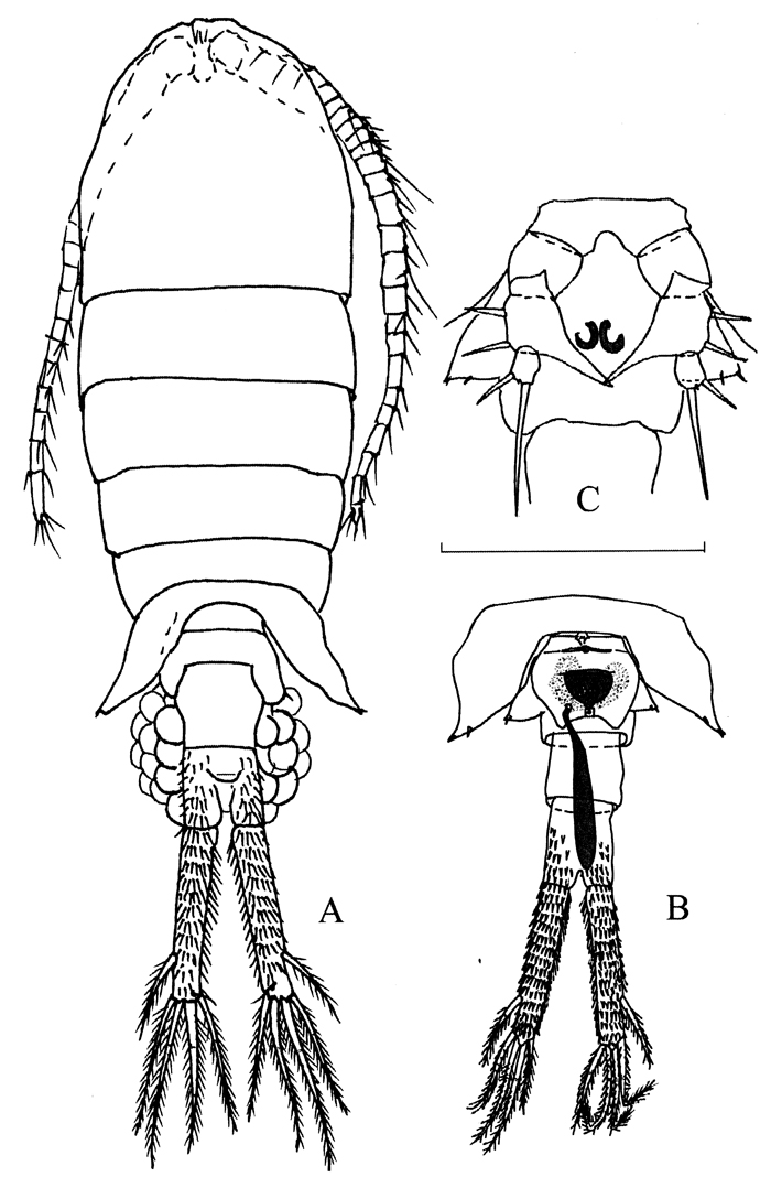 Espèce Eurytemora carolleeae - Planche 1 de figures morphologiques
