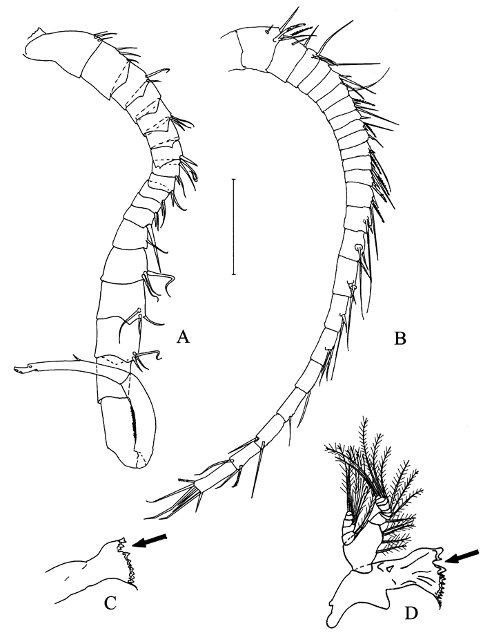Espèce Eurytemora carolleeae - Planche 2 de figures morphologiques