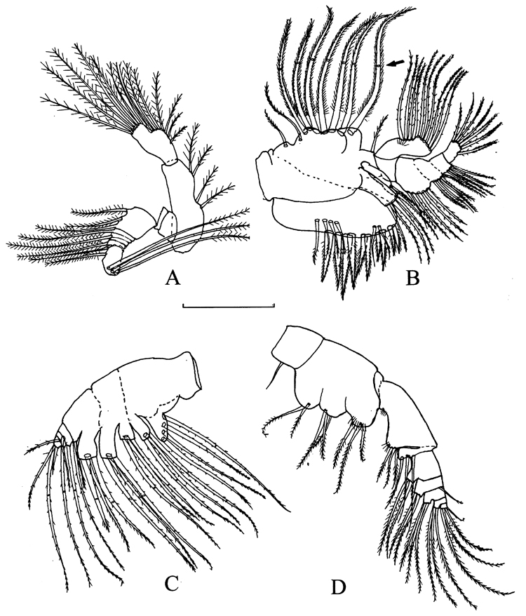 Species Eurytemora carolleeae - Plate 3 of morphological figures