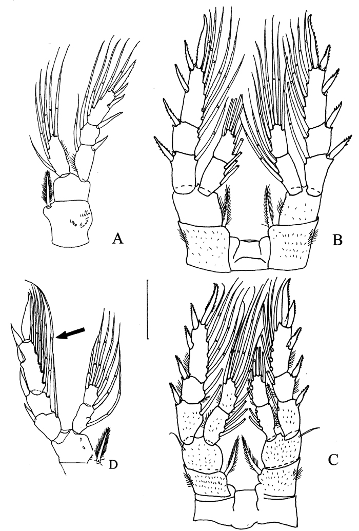 Espèce Eurytemora carolleeae - Planche 4 de figures morphologiques