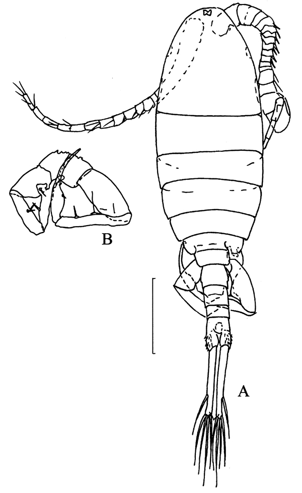 Species Eurytemora carolleeae - Plate 5 of morphological figures