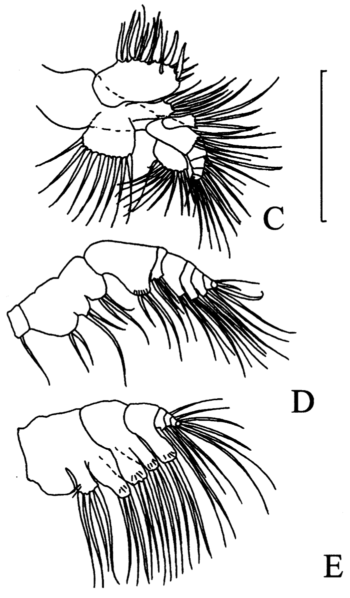 Species Eurytemora carolleeae - Plate 6 of morphological figures