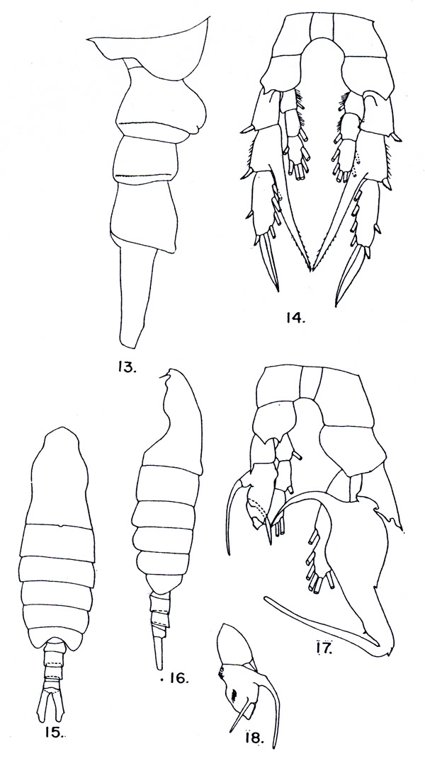 Espèce Centropages calaninus - Planche 3 de figures morphologiques