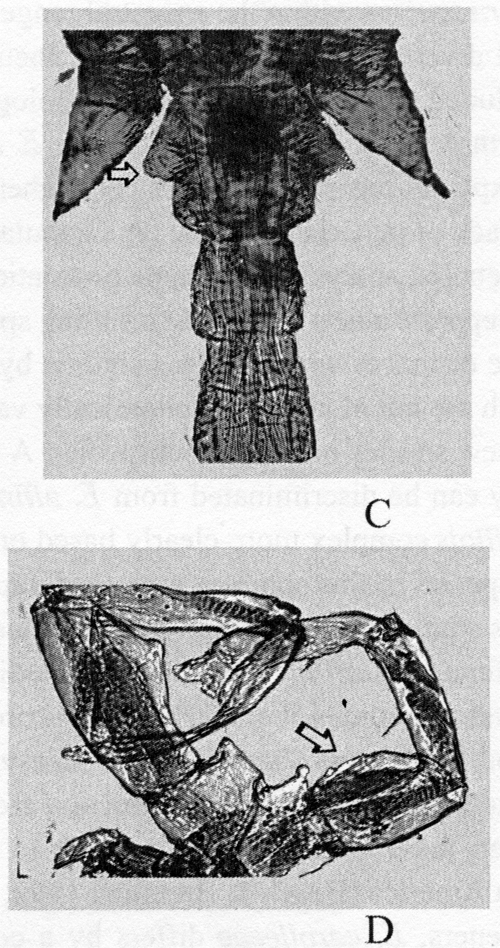 Espèce Eurytemora carolleeae - Planche 7 de figures morphologiques