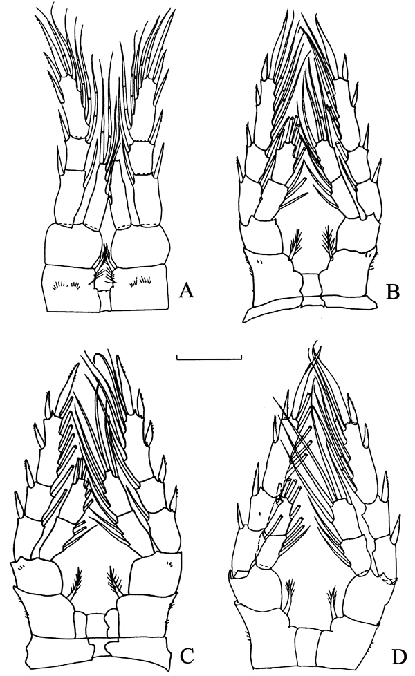 Species Eurytemora carolleeae - Plate 8 of morphological figures