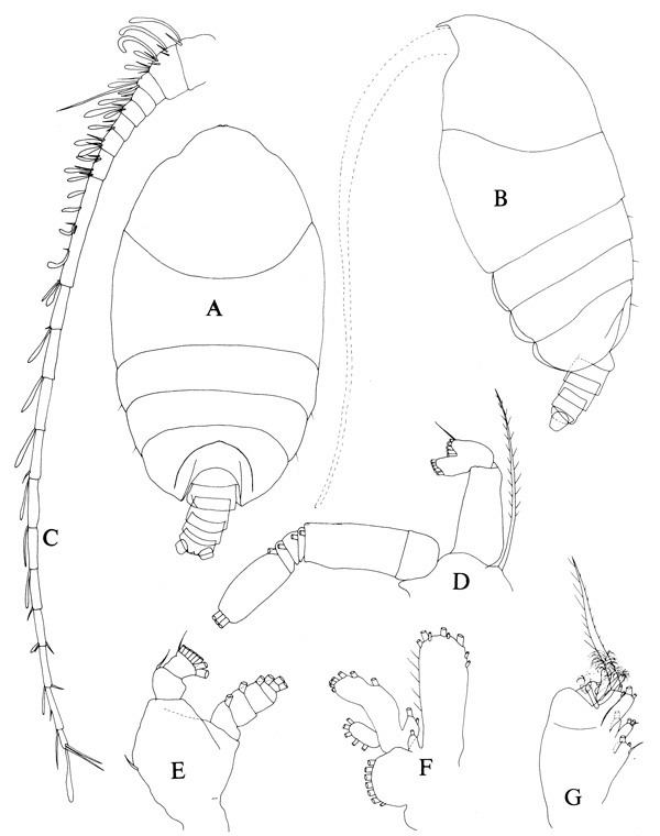 Espèce Phaenna spinifera - Planche 3 de figures morphologiques