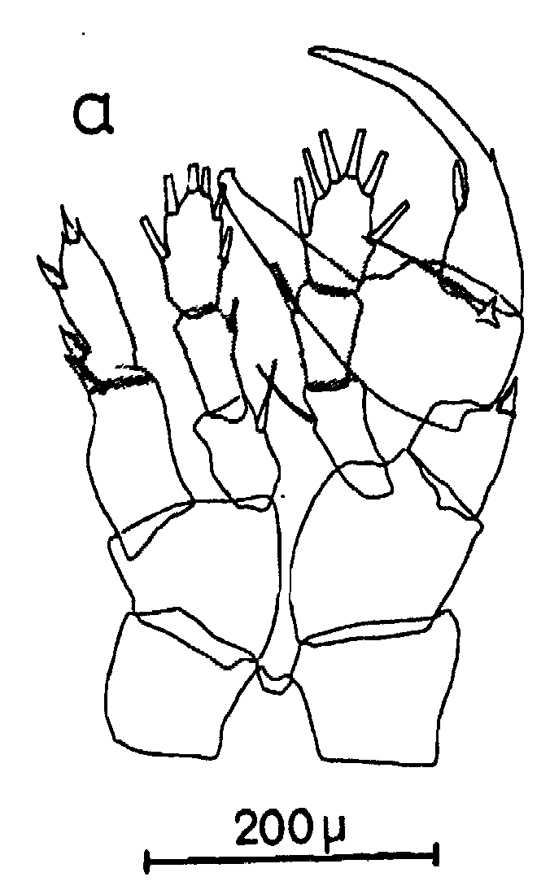 Espèce Centropages typicus - Planche 36 de figures morphologiques