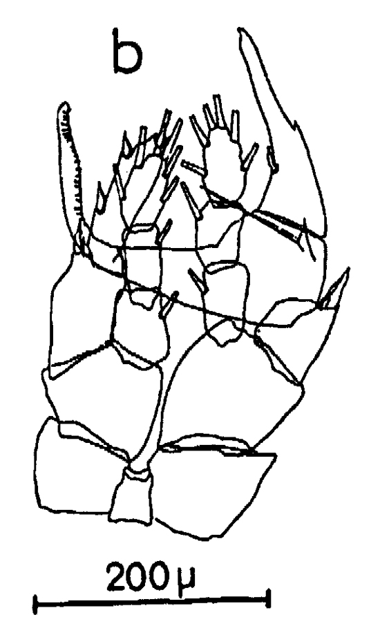 Espce Centropages chierchiae - Planche 14 de figures morphologiques