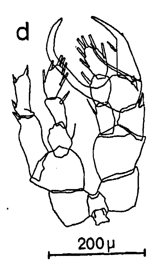 Espèce Centropages brachiatus - Planche 18 de figures morphologiques