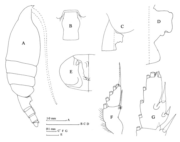 Espèce Paraeuchaeta sp. B - Planche 1 de figures morphologiques