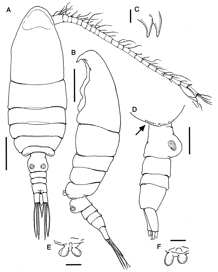 Espèce Bestiolina mexicana - Planche 1 de figures morphologiques