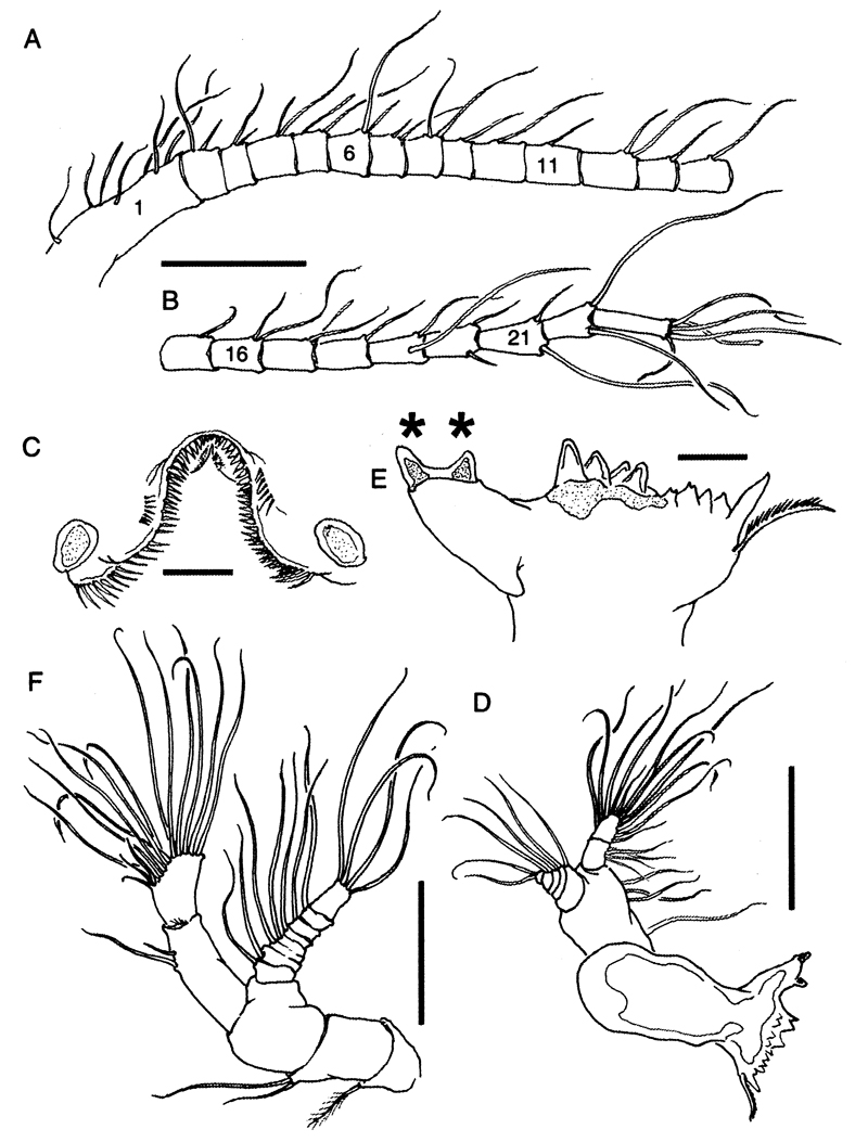 Espèce Bestiolina mexicana - Planche 2 de figures morphologiques