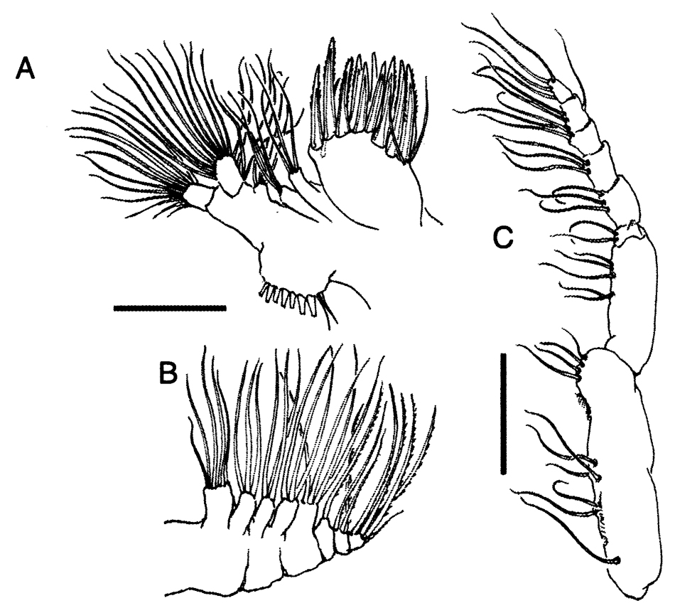 Espèce Bestiolina mexicana - Planche 3 de figures morphologiques