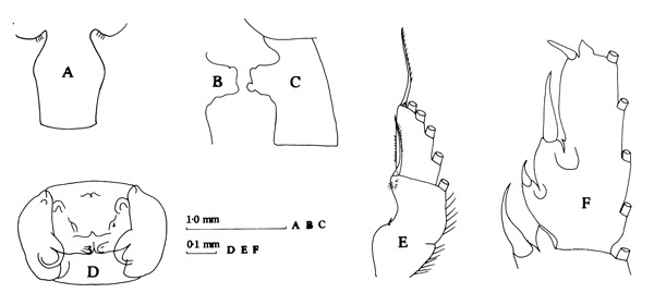 Espèce Paraeuchaeta sp. A - Planche 1 de figures morphologiques