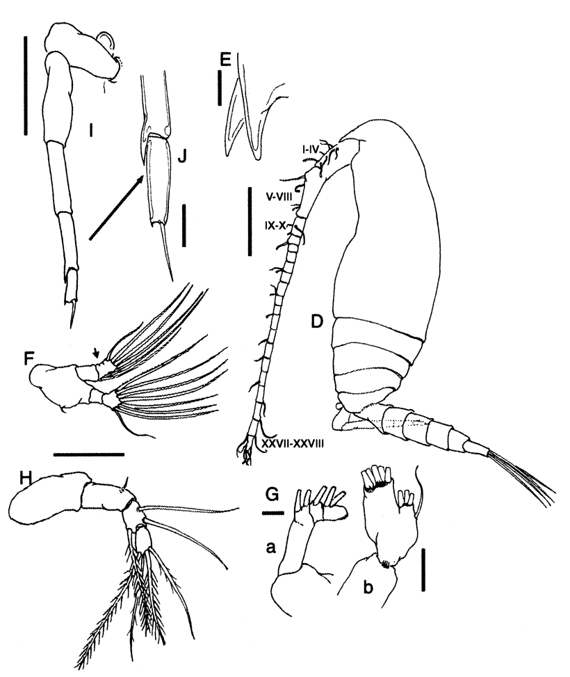 Espèce Bestiolina mexicana - Planche 6 de figures morphologiques