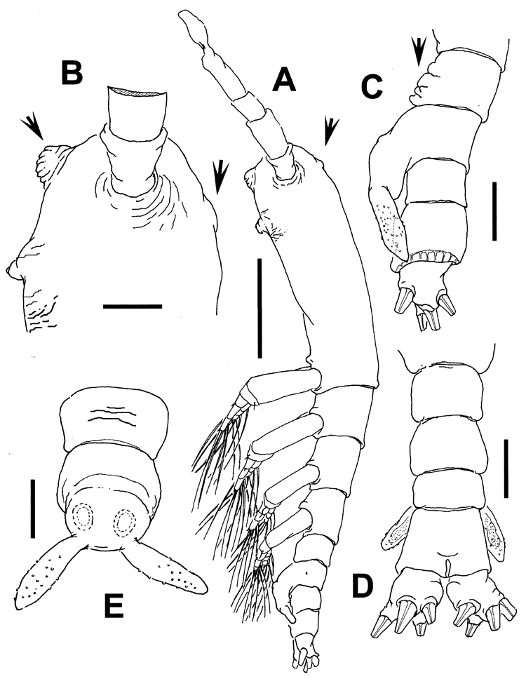 Espèce Cymbasoma bitumidum - Planche 1 de figures morphologiques