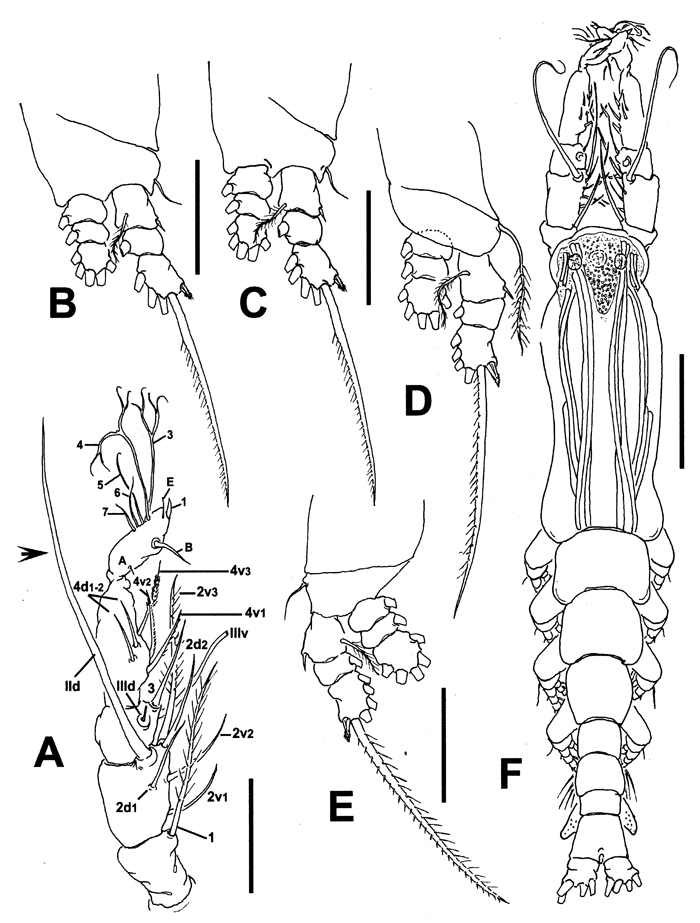 Species Cymbasoma bitumidum - Plate 2 of morphological figures