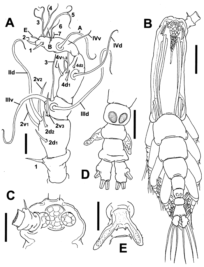 Espèce Cymbasoma colefaxi - Planche 1 de figures morphologiques