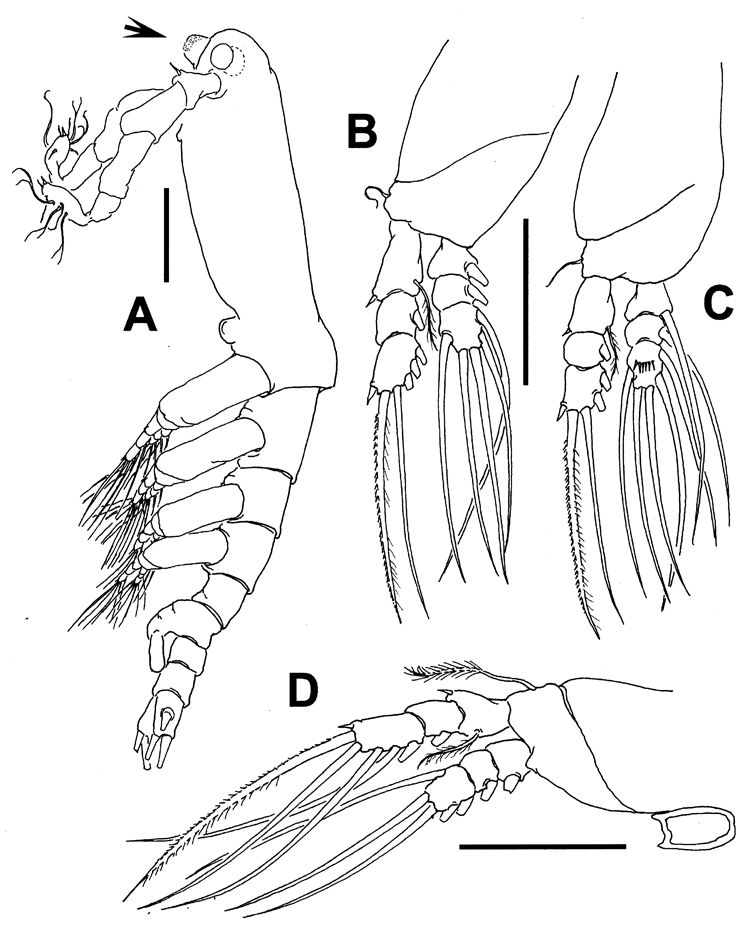 Espèce Cymbasoma colefaxi - Planche 2 de figures morphologiques