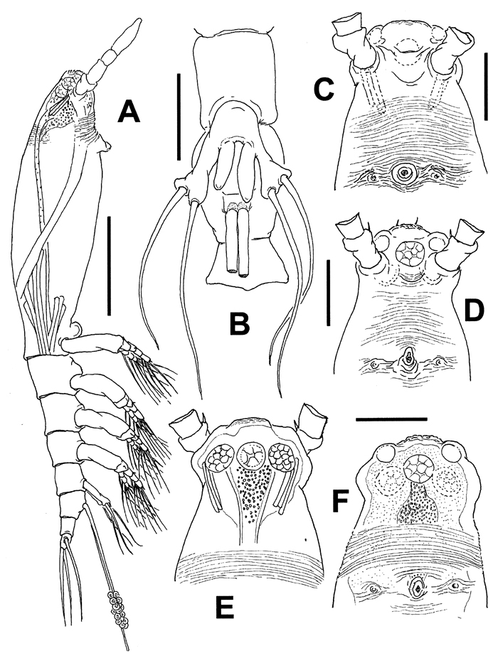 Species Cymbasoma dakini - Plate 1 of morphological figures