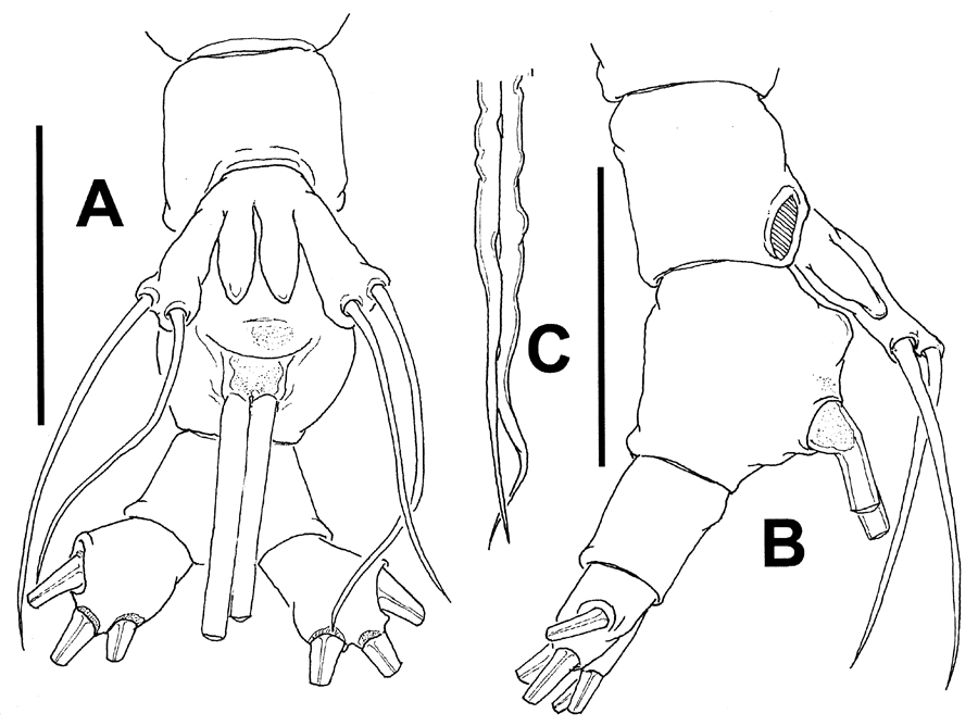 Species Cymbasoma dakini - Plate 5 of morphological figures