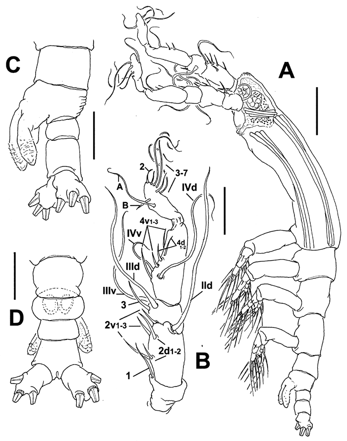 Espèce Cymbasoma galerus - Planche 1 de figures morphologiques