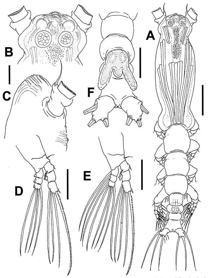 Espèce Cymbasoma galerus - Planche 2 de figures morphologiques