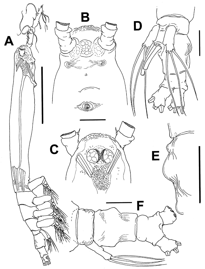Espce Cymbasoma rafaelmartinezi - Planche 1 de figures morphologiques