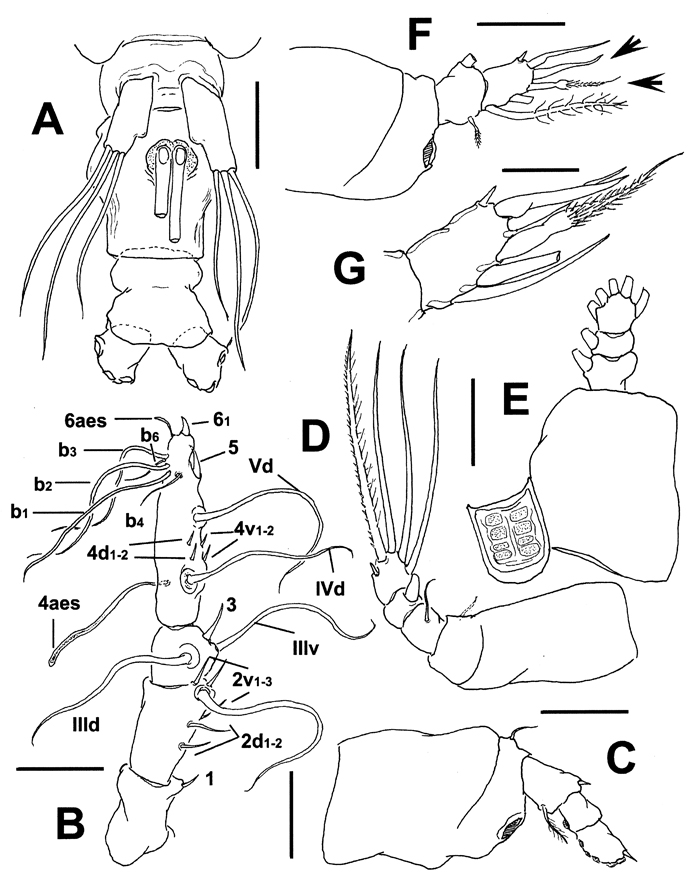 Espce Cymbasoma rafaelmartinezi - Planche 2 de figures morphologiques