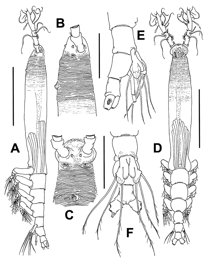 Espèce Cymbasoma annulocolle - Planche 1 de figures morphologiques