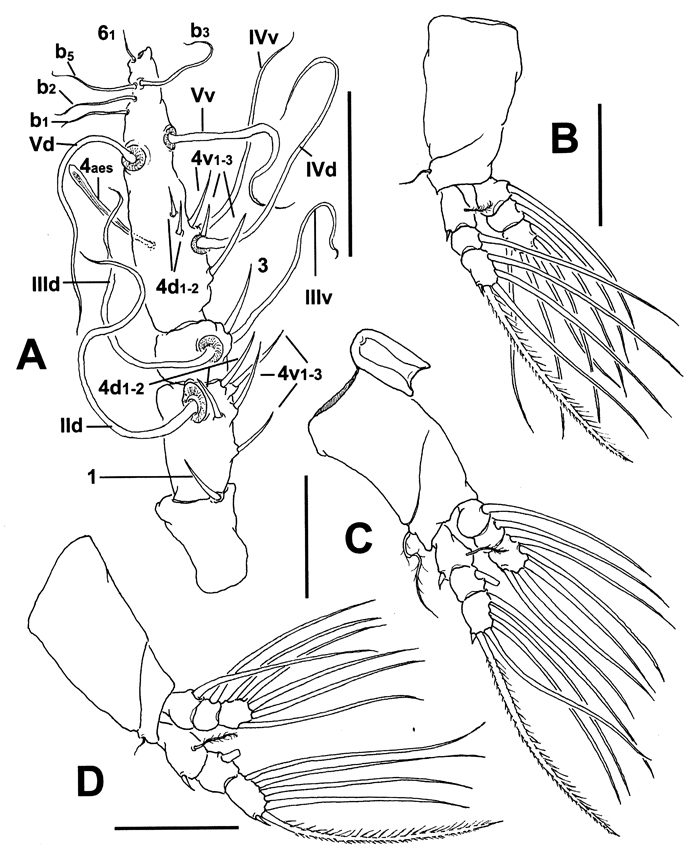 Espèce Cymbasoma annulocolle - Planche 2 de figures morphologiques