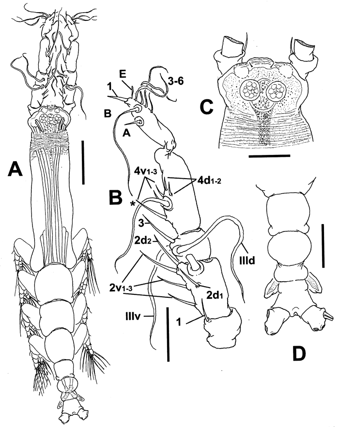 Espèce Cymbasoma annulocolle - Planche 4 de figures morphologiques