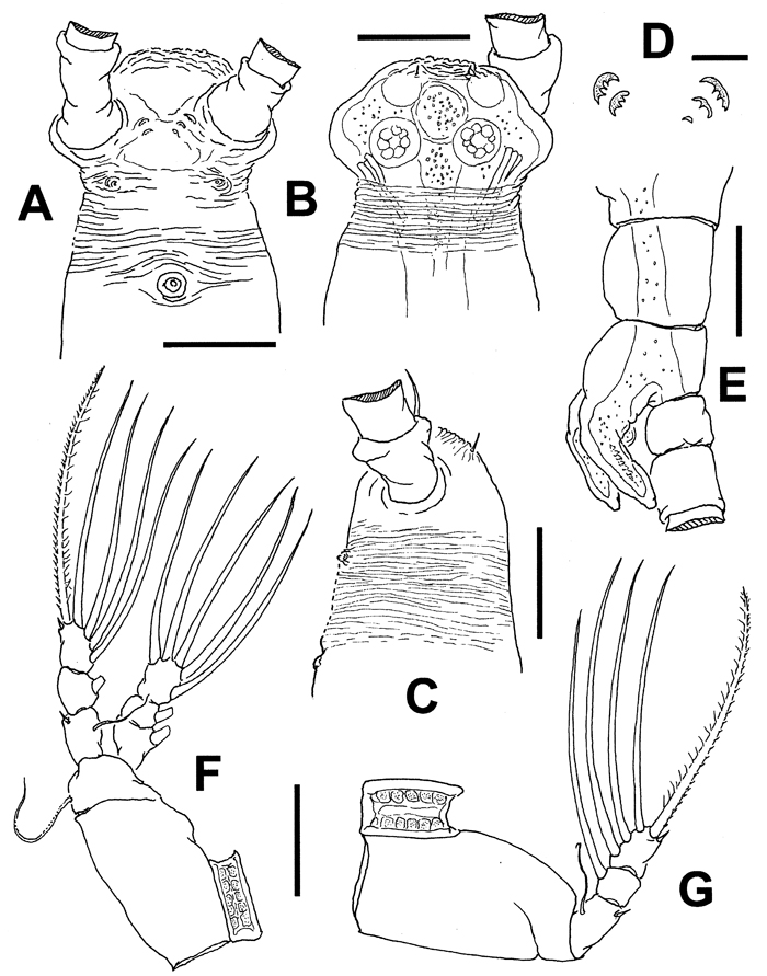 Espèce Cymbasoma annulocolle - Planche 5 de figures morphologiques