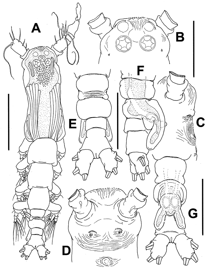 Espèce Cymbasoma annulocolle - Planche 7 de figures morphologiques