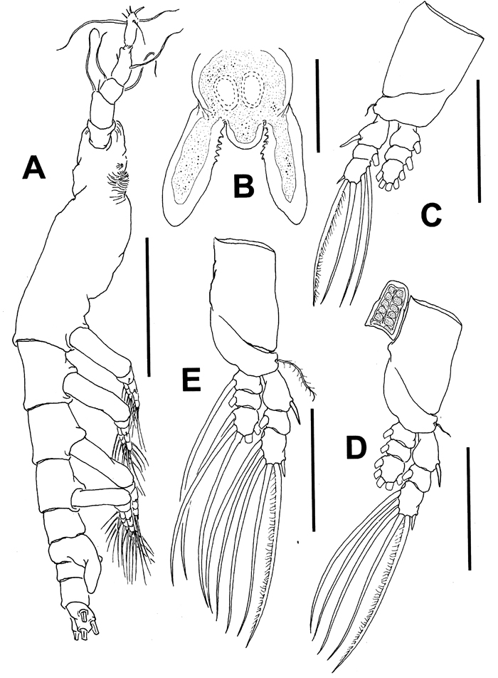 Espèce Cymbasoma annulocolle - Planche 8 de figures morphologiques
