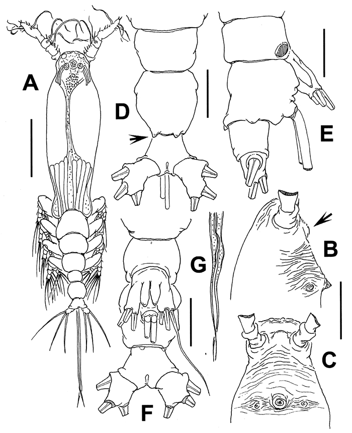 Espèce Cymbasoma bidentatum - Planche 1 de figures morphologiques