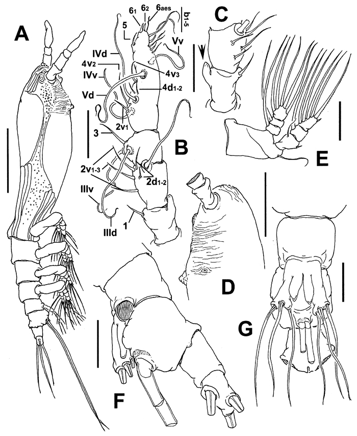Espèce Cymbasoma bidentatum - Planche 2 de figures morphologiques