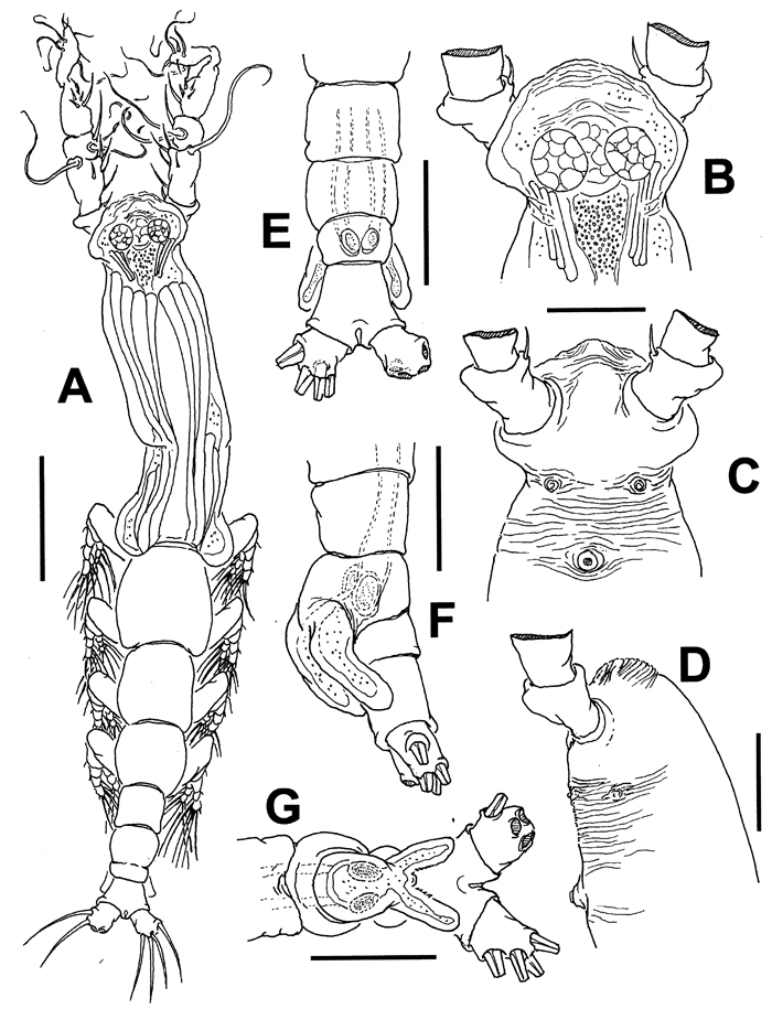 Species Cymbasoma pseudoquadridens - Plate 1 of morphological figures