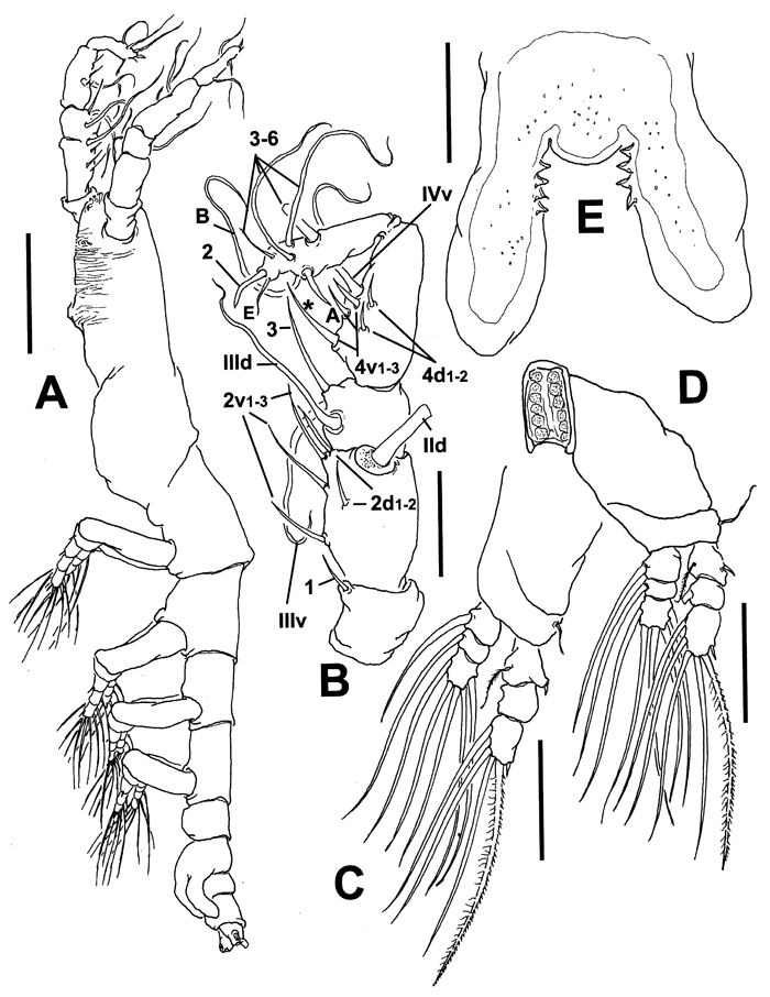 Espèce Cymbasoma pseudoquadridens - Planche 2 de figures morphologiques