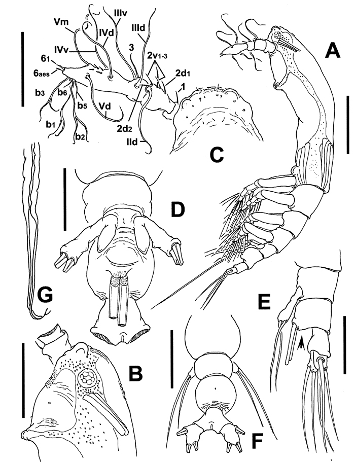 Species Cymbasoma lourdesae - Plate 1 of morphological figures
