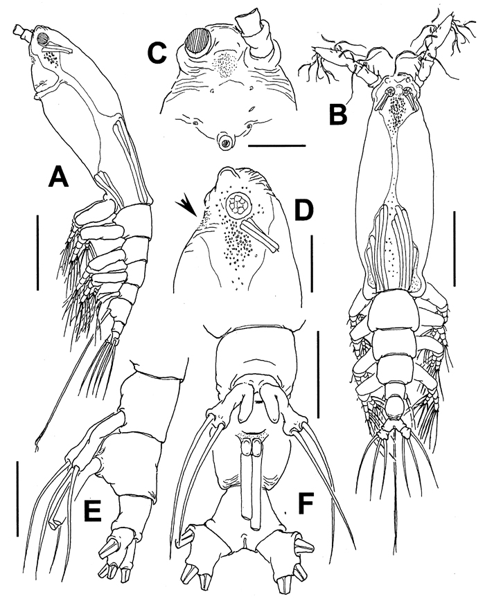 Species Cymbasoma lourdesae - Plate 2 of morphological figures