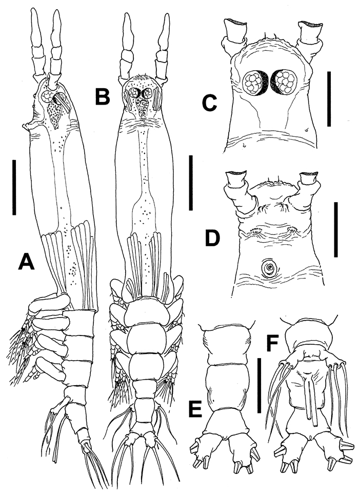 Species Cymbasoma bali - Plate 2 of morphological figures