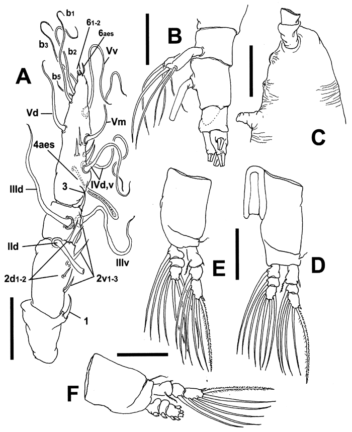 Species Cymbasoma bali - Plate 3 of morphological figures