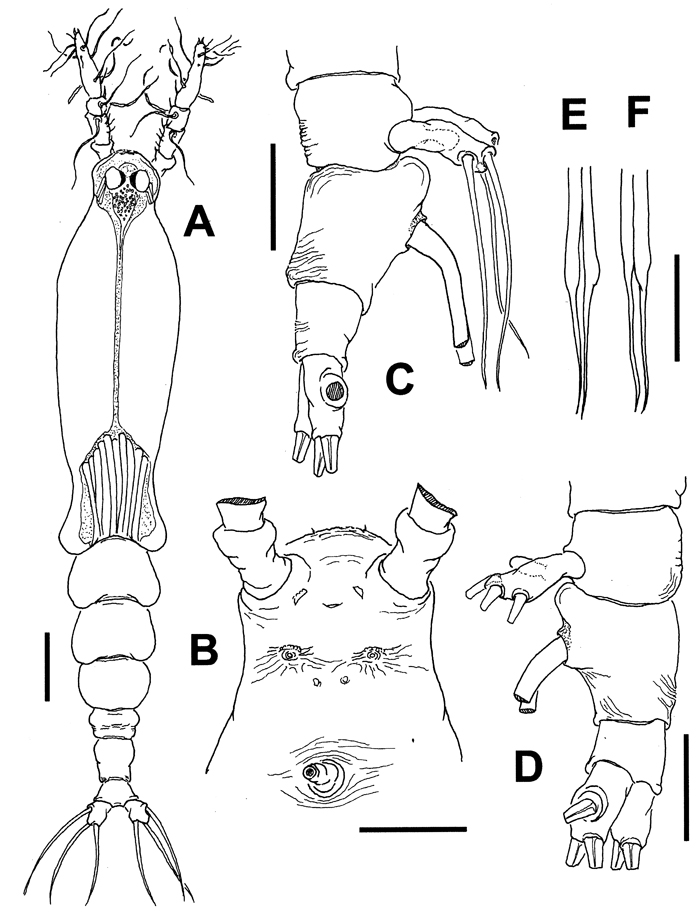 Species Cymbasoma bali - Plate 5 of morphological figures