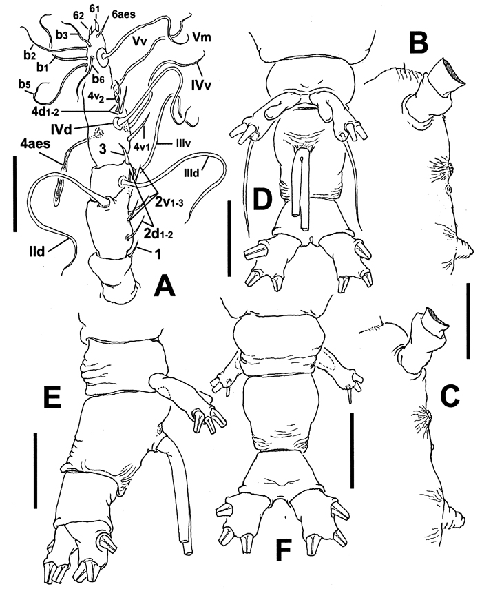 Espèce Cymbasoma bali - Planche 7 de figures morphologiques