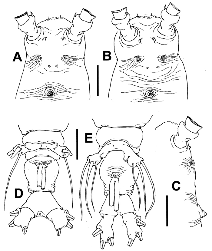 Espèce Cymbasoma bali - Planche 8 de figures morphologiques